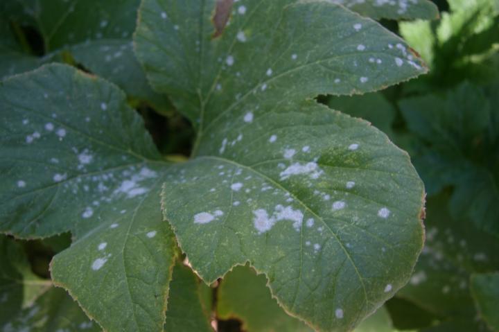 How do you get rid of white powder mold growing on plants using a vinegar mixture?